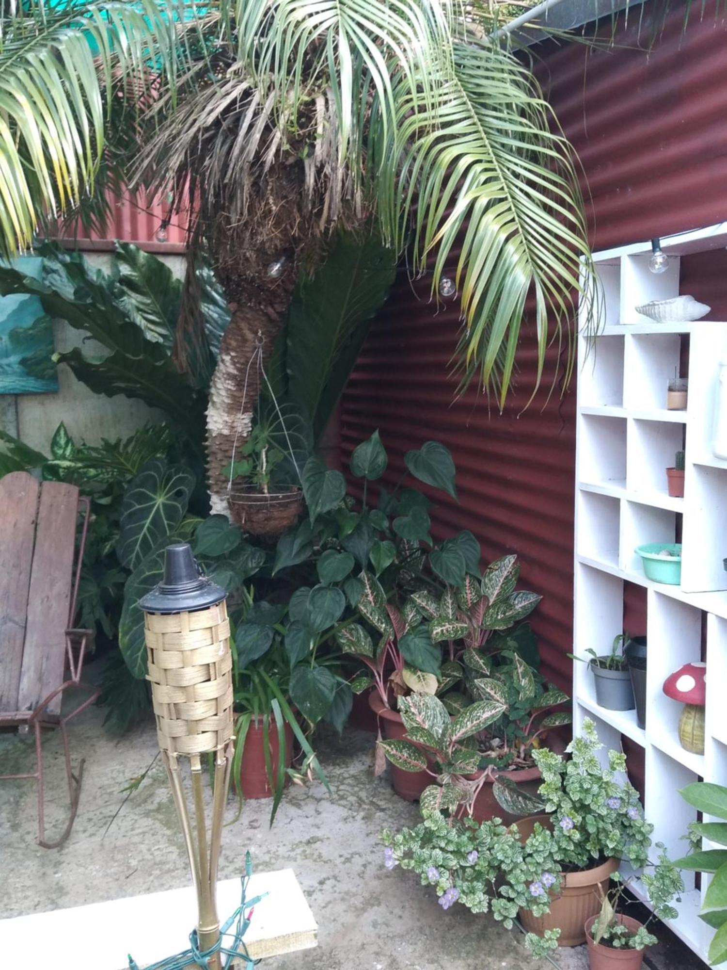 Alexander B&B Alajuela Bagian luar foto