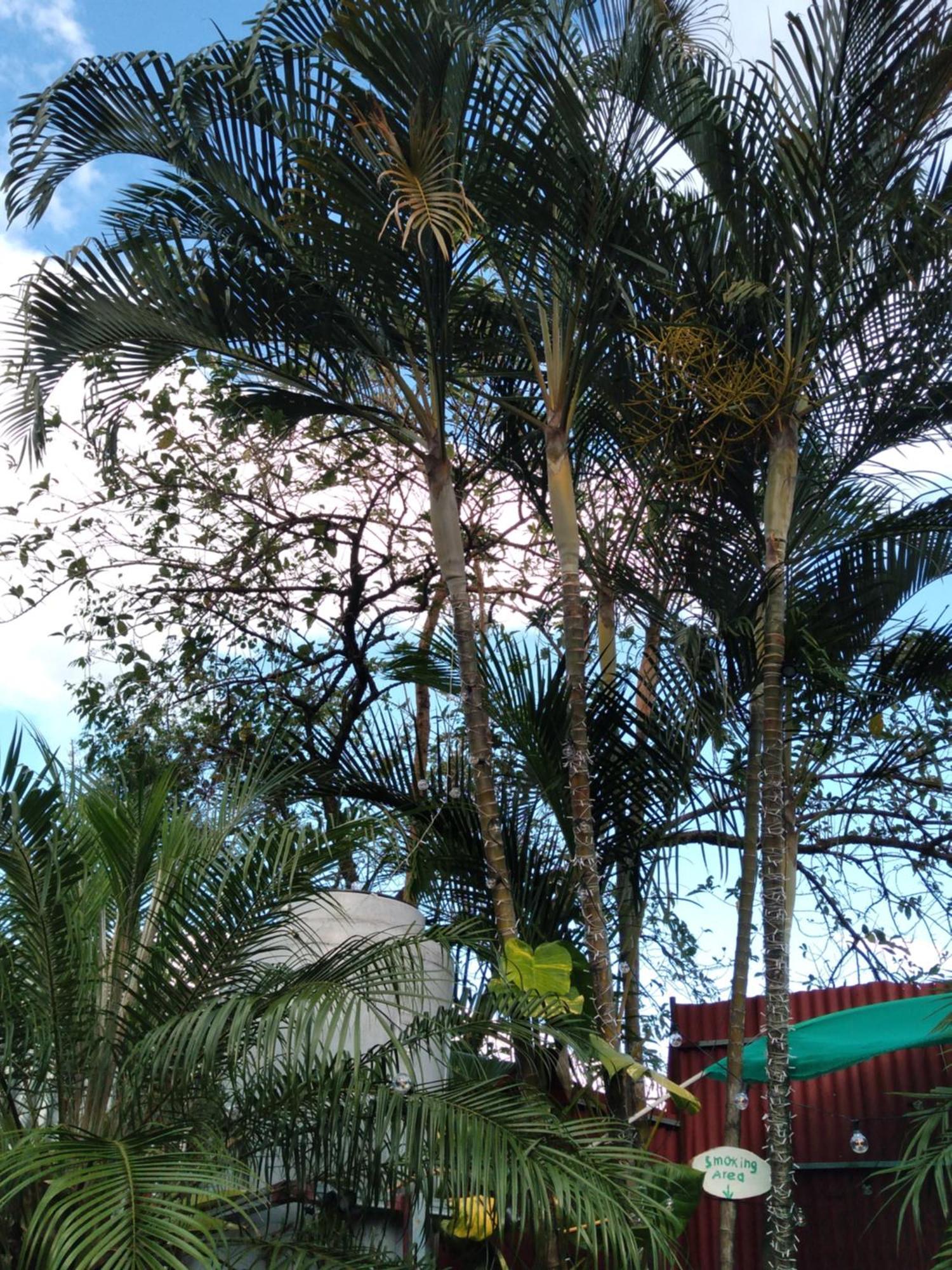 Alexander B&B Alajuela Bagian luar foto